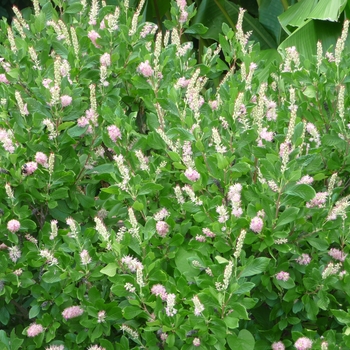 Clethra alnifolia - 'Ruby Spice' Summersweet