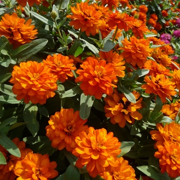 Zinnia - Profusion 'Fire' Zinnia - Profusion 'Fire'