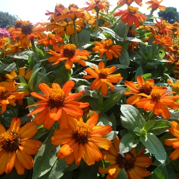 Zinnia marylandica - Zahara&reg; 'Fire'
