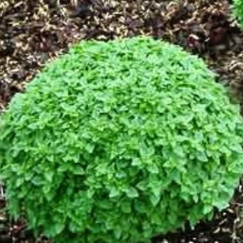 Ocimum 'Aristotle' (Ornamental Greek Basil) - Aristotle Ornamental Greek Basil