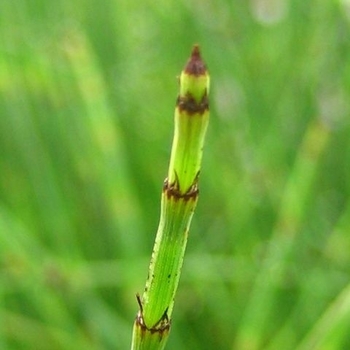 Equisetum hyemale - Scouring Rush Equisetum hyemale - Scouring Rush