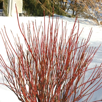 Cornus stolonifera - ''Arctic Fire® Red'' Red-Osier Dogwood