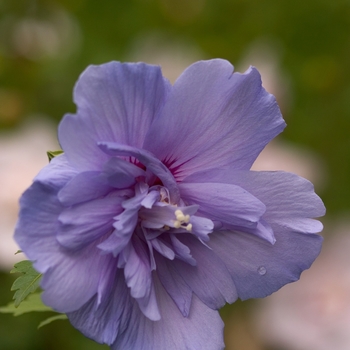 Hibiscus syriacus - ''Blue Chiffon®'' Rose of Sharon Hibiscus syriacus - ''Blue Chiffon®'' Rose of Sharon