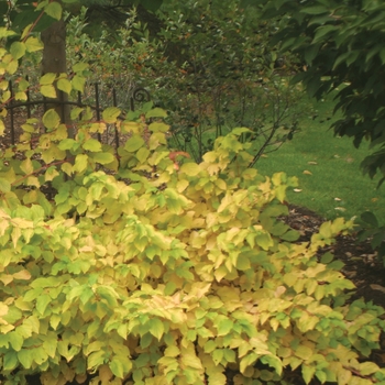 Cornus stolonifera - ''Arctic Fire® Red'' Red-Osier Dogwood Cornus stolonifera - ''Arctic Fire® Red'' Red-Osier Dogwood