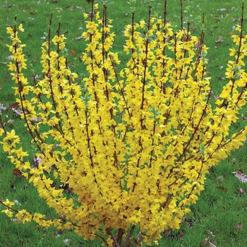 Forsythia x intermedia - Show Off&reg;