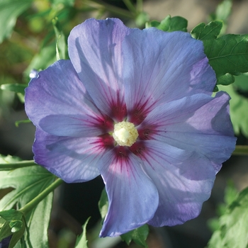 Hibiscus syriacus - 'Azurri Blue Satin®' Rose of Sharon Hibiscus syriacus - 'Azurri Blue Satin®' Rose of Sharon