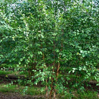 Betula nigra - Dura Heat® River Birch