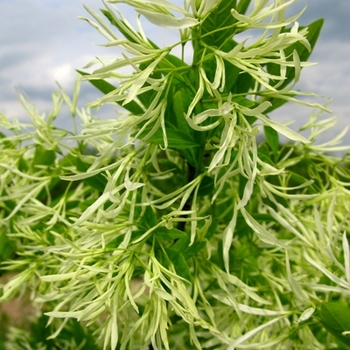 Chionanthus virginicus - White Fringe Tree