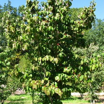 Cornus florida - 'Cherokee Brave' Flowering Dogwood