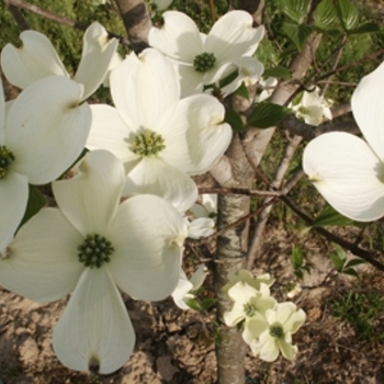 Cornus florida - 'Cherokee Princess' Dogwood