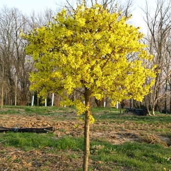 Forsythia x intermedia 'Spring Glory' (Forsythia) - Spring Glory Forsythia Forsythia x intermedia 'Spring Glory' (Forsythia) - Spring Glory Forsythia