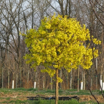 Forsythia x intermedia - 'Spring Glory' Forsythia x intermedia - 'Spring Glory'