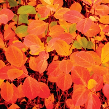 Aronia melanocarpa - ''Viking'' Black Chokeberry