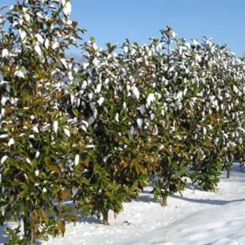 Magnolia grandiflora ''Bracken''s Brown Beauty'' (Magnolia) - Bracken''s Brown Beauty Magnolia Magnolia grandiflora ''Bracken''s Brown Beauty'' (Magnolia) - Bracken''s Brown Beauty Magnolia