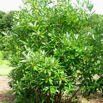 Magnolia virginiana - Sweetbay Magnolia Magnolia virginiana - Sweetbay Magnolia
