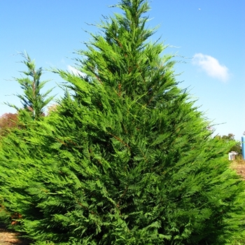 Cupressocyparis leylandii - Leyland Cypress
