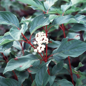 Cornus sericea - ''Baileyi'' Red Twig Dogwood