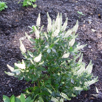 Clethra alnifolia - ''Hummingbird'' Summersweet