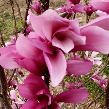 Magnolia - Little Girl 'Jane'