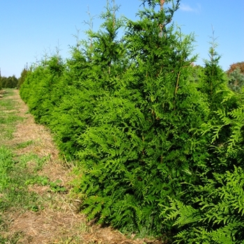 Thuja 'Green Giant' (Giant Arborvitae) - Green Giant Giant Arborvitae