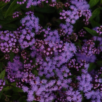 Eupatorium coelestinum - Hardy Ageratum Eupatorium coelestinum - Hardy Ageratum