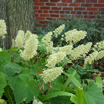 Heuchera villosa - ''Autumn Bride'' Coral Bells