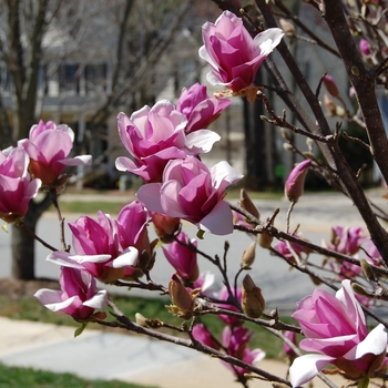 Magnolia - 'Ann' Magnolia - 'Ann'