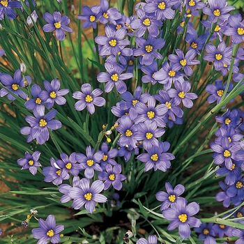 Sisyrinchium angustifolium - 'Lucerne' Blue-Eyed Grass Sisyrinchium angustifolium - 'Lucerne' Blue-Eyed Grass