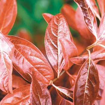 Viburnum nudum - 'Winterthur' Smooth Witherod Viburnum