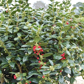 Ilex cornuta - 'Burfordii Nana' Chinese Holly Ilex cornuta - 'Burfordii Nana' Chinese Holly