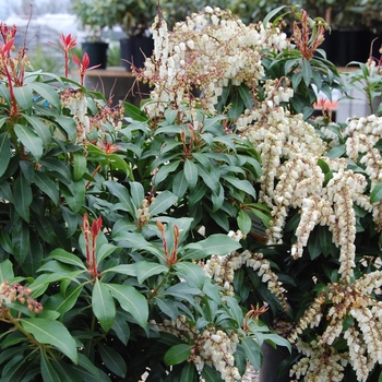 Pieris japonica - 'Mountain Fire' Pieris japonica - 'Mountain Fire'