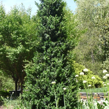 Buxus 'Green Mountain' (Boxwood) - Green Mountain Boxwood Buxus 'Green Mountain' (Boxwood) - Green Mountain Boxwood