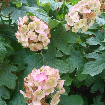 Hydrangea quercifolia - 'Snow Queen' Oakleaf Hydrangea Hydrangea quercifolia - 'Snow Queen' Oakleaf Hydrangea