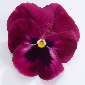 Viola x wittrockiana (Pansy) - 'Majestic Giants II Rose w/Blotch'