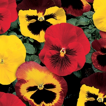 Viola x wittrockiana (Pansy) - Delta™ 'Blaze Mix'