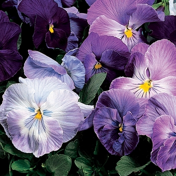 Viola x wittrockiana (Pansy) - Delta™ 'Lavender Blue Shades'