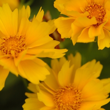 Coreopsis grandiflora 'Presto' 16016 (Tickseed) - Presto Tickseed