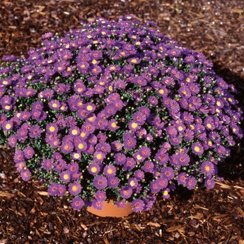 Aster novi-belgii - Believer™ ''Purple''