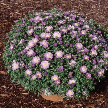 Aster novi-belgii - Daydream™ ''Lavender''