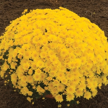 Chrysanthemum x morifolium ''Elena™ Gold'' (Garden Mum) - Elena™ Gold Garden Mum