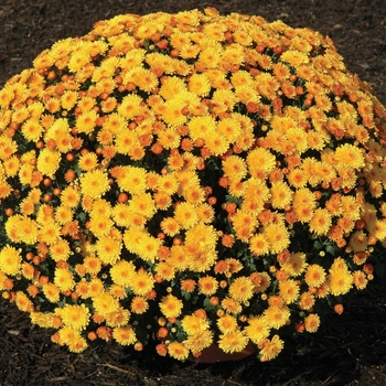 Chrysanthemum x morifolium ''Golden Cheryl'' (Garden Mums) - Golden Cheryl Garden Mums