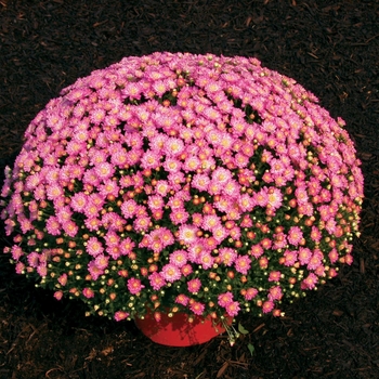 Chrysanthemum x morifolium ''Jacqueline™ Pink Fusion'' (Garden Mum) - Jacqueline™ Pink Fusion Garden Mum