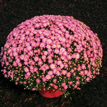 Chrysanthemum x morifolium ''Jacqueline™ Pink Fusion'' (Garden Mum) - Jacqueline™ Pink Fusion Garden Mum Chrysanthemum x morifolium ''Jacqueline™ Pink Fusion'' (Garden Mum) - Jacqueline™ Pink Fusion Garden Mum