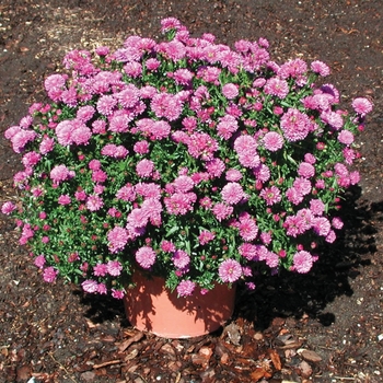 Aster novi-belgii - ''Henry™ I Pink''