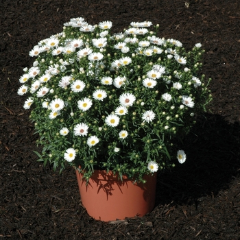 Aster novi-belgii - ''Puff&trade White''