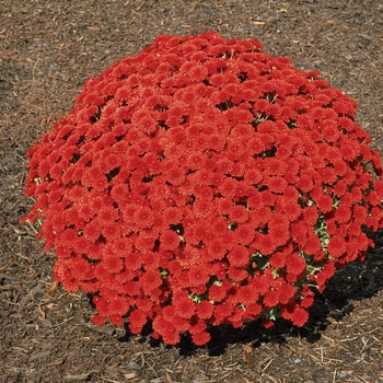 Chrysanthemum x morifolium - ''Tabitha™ Scarlet'' Garden Mum Chrysanthemum x morifolium - ''Tabitha™ Scarlet'' Garden Mum
