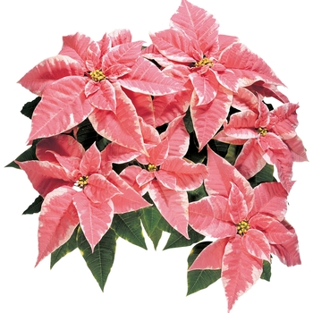 Euphorbia pulcherrima - ''Marblestar™'' Poinsettia