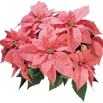 Euphorbia pulcherrima - ''Maren™'' Poinsettia