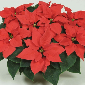 Euphorbia pulcherrima (Poinsettia) - Mars™ ''Late Red''