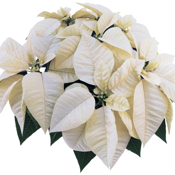 Euphorbia pulcherrima - ''Whitestar™'' Poinsettia